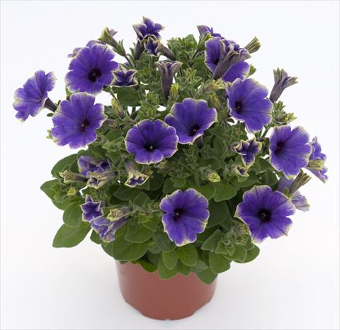 foto van een variëteit aan bloemen, te gebruiken als: Potplant, perkplant, patioplant, korfplant Petunia Moonlight