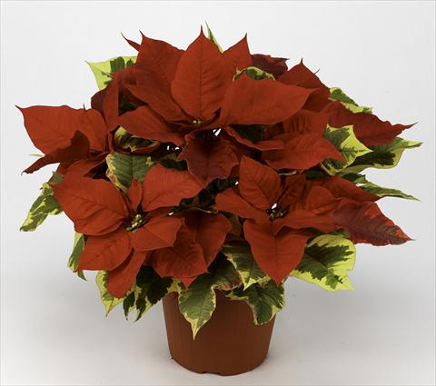 foto van een variëteit aan bloemen, te gebruiken als: Pot Poinsettia - Euphorbia pulcherrima Primero Red Tapestry