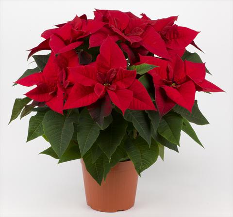 foto van een variëteit aan bloemen, te gebruiken als: Pot Poinsettia - Euphorbia pulcherrima Superba Red