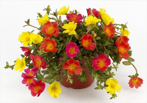 foto van een variëteit aan bloemen, te gebruiken als: Perkplant, patioplant, korfplant Portulaca Duna® Explosive