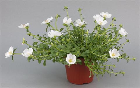 foto van een variëteit aan bloemen, te gebruiken als: Perkplant, patioplant, korfplant Portulaca Duna® White Improved