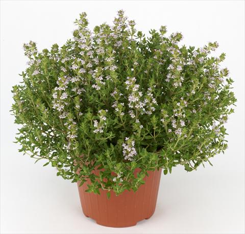 foto van een variëteit aan bloemen, te gebruiken als: Pot - en perkplant Thymus vulgaris Ah...Roma Thymus Compactus