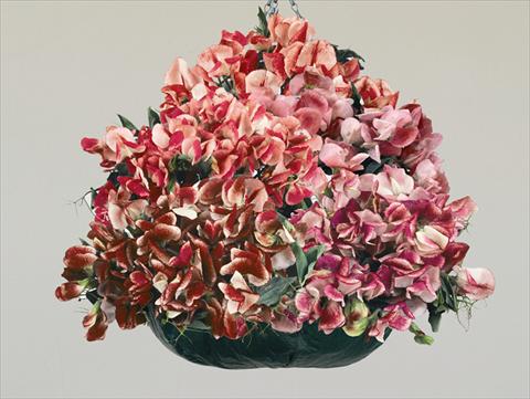foto van een variëteit aan bloemen, te gebruiken als: Perkplant / Borders Lathyrus odoratus Fantasia Mixed