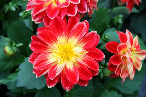 foto van een variëteit aan bloemen, te gebruiken als: Pot - en perkplant Dahlia Imagine Power® Yellow Red