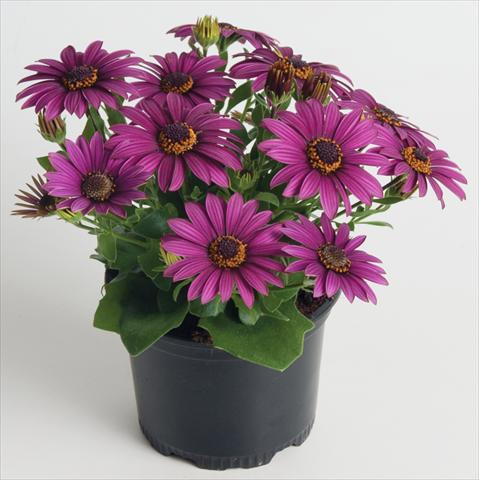 foto van een variëteit aan bloemen, te gebruiken als: Pot - en perkplant Osteospermum ecklonis Astra Purple