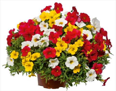 foto van een variëteit aan bloemen, te gebruiken als: Potplant, perkplant, patioplant 3 Combo Colours Games Capri Mix