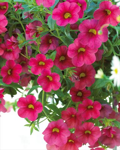 foto van een variëteit aan bloemen, te gebruiken als: Potplant, perkplant, patioplant, korfplant Calibrachoa Million Bells® Compact Cherry