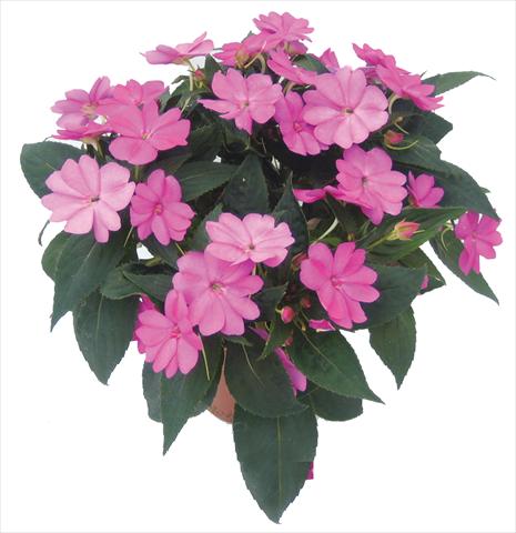 foto van een variëteit aan bloemen, te gebruiken als: Potplant, perkplant, patioplant, korfplant Impatiens N. Guinea SunPatiens® Compact Lilac