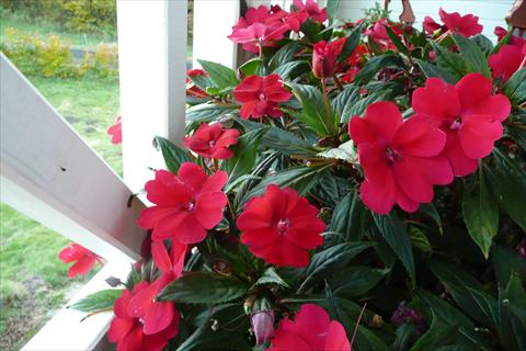 foto van een variëteit aan bloemen, te gebruiken als: Potplant, perkplant, patioplant, korfplant Impatiens N. Guinea SunPatiens® Spreading Carmine Red