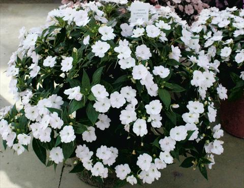 foto van een variëteit aan bloemen, te gebruiken als: Potplant, perkplant, patioplant, korfplant Impatiens N. Guinea SunPatiens® White