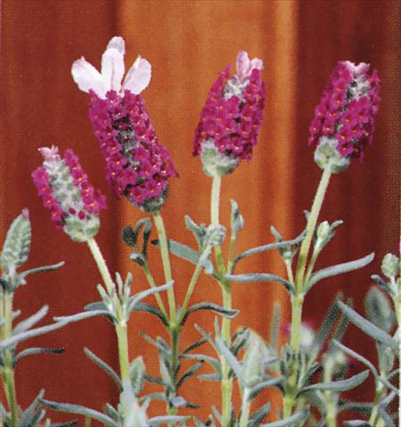 foto van een variëteit aan bloemen, te gebruiken als: Pot - en perkplant Lavandula stoechas Madrid Pink