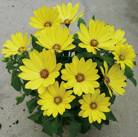 foto van een variëteit aan bloemen, te gebruiken als: Pot - en perkplant Osteospermum ecklonis Cape Daisy Yellow Halo
