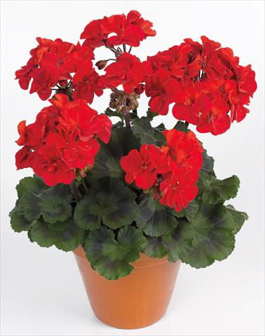 foto van een variëteit aan bloemen, te gebruiken als: Potplant, perkplant, patioplant Pelargonium zonale pac® Abelina