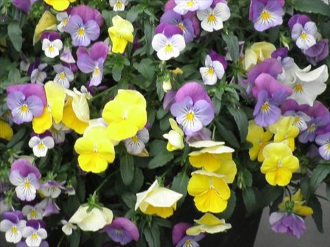 foto van een variëteit aan bloemen, te gebruiken als: Pot - en perkplant Viola cornuta Superba F1