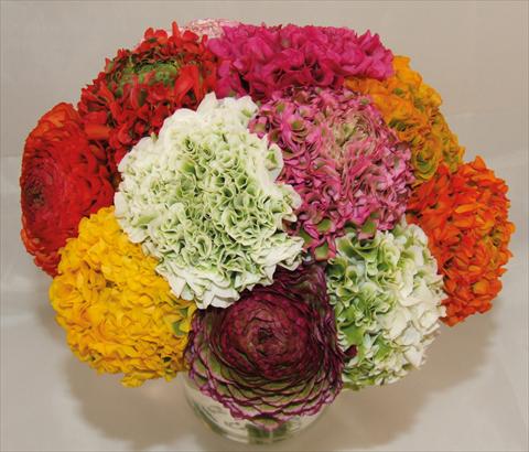 foto van een variëteit aan bloemen, te gebruiken als: Pot - en perkplant Ranunculus asiaticus Pon-Pon® mix