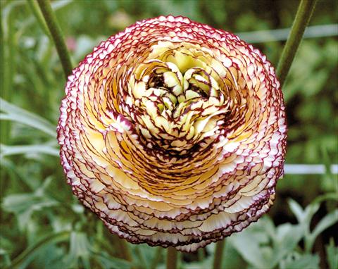 foto van een variëteit aan bloemen, te gebruiken als: Pot - en perkplant Ranunculus asiaticus Pon-Pon®