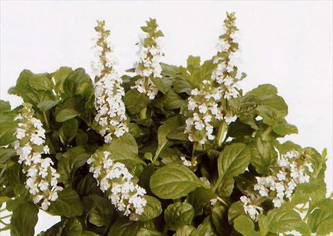 foto van een variëteit aan bloemen, te gebruiken als: Pot - en perkplant Ajuga reptans Alba