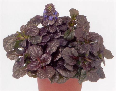 foto van een variëteit aan bloemen, te gebruiken als: Pot - en perkplant Ajuga reptans Black Scallop