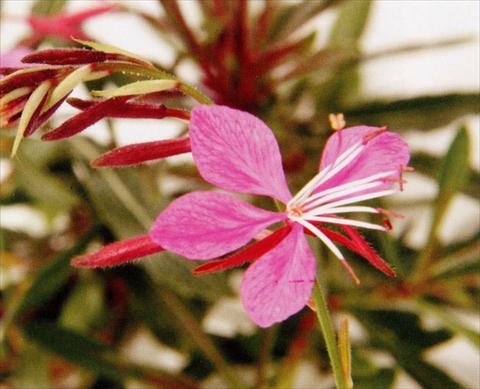 foto van een variëteit aan bloemen, te gebruiken als: Perkplant / Borders Gaura lindheimeri Pink