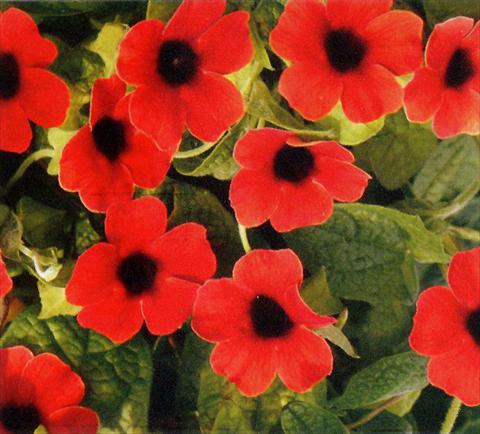 foto van een variëteit aan bloemen, te gebruiken als: Korf / Pot Thunbergia alata Arizona Dark Red