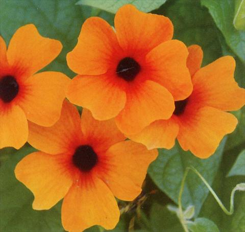 foto van een variëteit aan bloemen, te gebruiken als: Korf / Pot Thunbergia alata Sunny Susy Red Orange