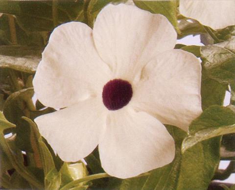 foto van een variëteit aan bloemen, te gebruiken als: Korf / Pot Thunbergia alata White