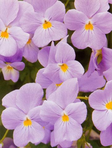 foto van een variëteit aan bloemen, te gebruiken als: Pot - en perkplant Viola hybrida Friolina® Aquamarine Cascadiz