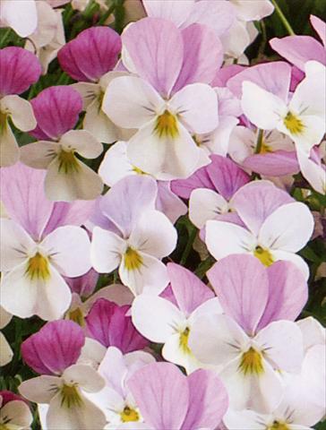 foto van een variëteit aan bloemen, te gebruiken als: Pot - en perkplant Viola hybrida Friolina® Pink White Cascadiz
