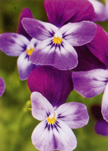 foto van een variëteit aan bloemen, te gebruiken als: Pot - en perkplant Viola hybrida Friolina® Purple Blue Cascadiz