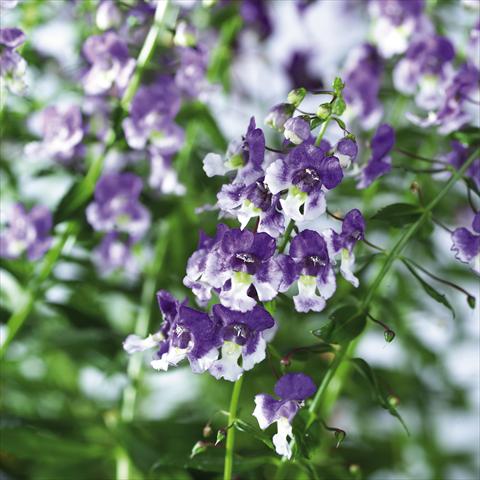 foto van een variëteit aan bloemen, te gebruiken als: Potplant, perkplant, patioplant, korfplant Angelonia angustifolia pac® Adessa Bicolor