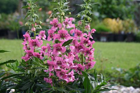 foto van een variëteit aan bloemen, te gebruiken als: Potplant, perkplant, patioplant, korfplant Angelonia angustifolia pac® Adessa Pink