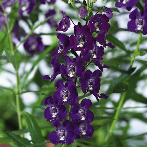 foto van een variëteit aan bloemen, te gebruiken als: Potplant, perkplant, patioplant, korfplant Angelonia angustifolia pac® Adessa Purple