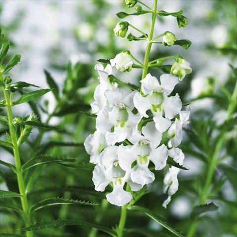 foto van een variëteit aan bloemen, te gebruiken als: Potplant, perkplant, patioplant, korfplant Angelonia angustifolia pac® Adessa White