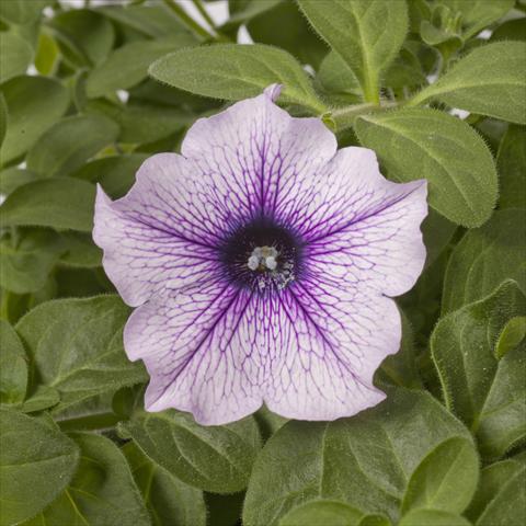 foto van een variëteit aan bloemen, te gebruiken als: Potplant, perkplant, patioplant, korfplant Petunia pac® Happytoonia Blue Vein