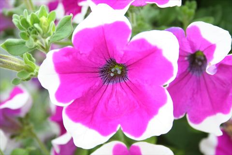 foto van een variëteit aan bloemen, te gebruiken als: Potplant, perkplant, patioplant, korfplant Petunia pac® Happytoonia Picotee Purple