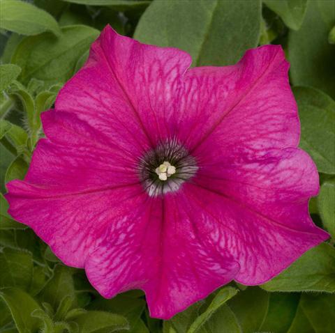 foto van een variëteit aan bloemen, te gebruiken als: Potplant, perkplant, patioplant, korfplant Petunia pac® Happytoonia Pink