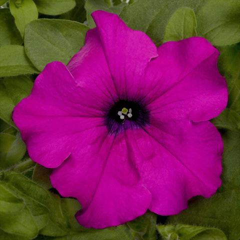 foto van een variëteit aan bloemen, te gebruiken als: Potplant, perkplant, patioplant, korfplant Petunia pac® Happytoonia Purple