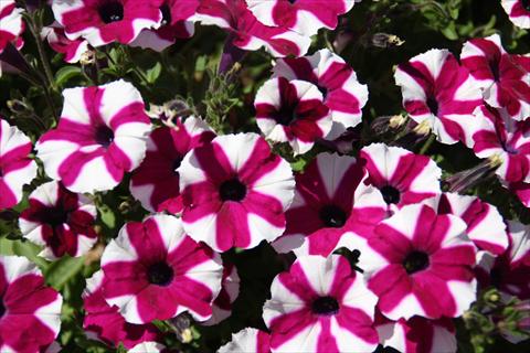 foto van een variëteit aan bloemen, te gebruiken als: Potplant, perkplant, patioplant, korfplant Petunia pac® Prettyttonia Purple Star