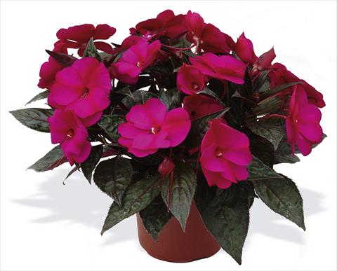 foto van een variëteit aan bloemen, te gebruiken als: Potplant, perkplant, patioplant, korfplant Impatiens N. Guinea pac® Impacio® Purple Improved