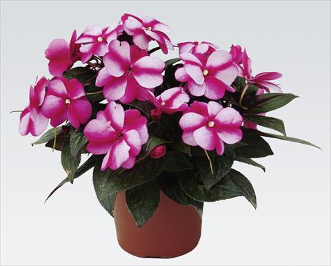 foto van een variëteit aan bloemen, te gebruiken als: Potplant, perkplant, patioplant, korfplant Impatiens N. Guinea pac® Impacio® Purple Star