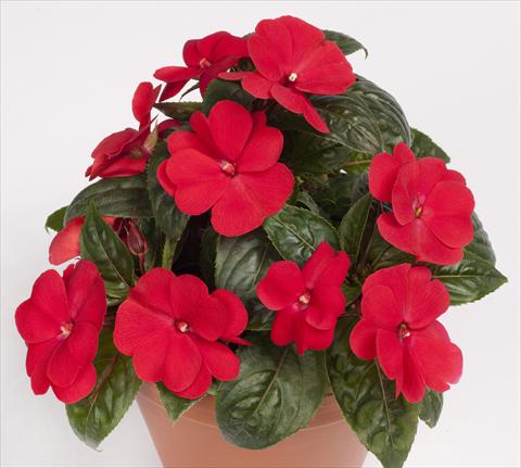 foto van een variëteit aan bloemen, te gebruiken als: Potplant, perkplant, patioplant, korfplant Impatiens N. Guinea pac® Impacio® Red Improved