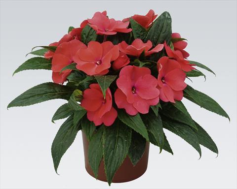 foto van een variëteit aan bloemen, te gebruiken als: Potplant, perkplant, patioplant, korfplant Impatiens N. Guinea pac® Impacio® Salmon