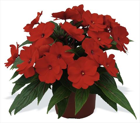 foto van een variëteit aan bloemen, te gebruiken als: Potplant, perkplant, patioplant, korfplant Impatiens N. Guinea pac® Impacio® Scarlet