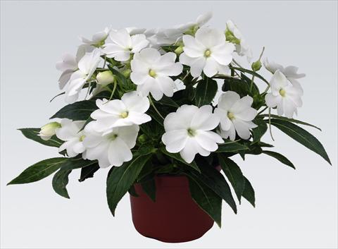foto van een variëteit aan bloemen, te gebruiken als: Potplant, perkplant, patioplant, korfplant Impatiens N. Guinea pac® Impacio® White