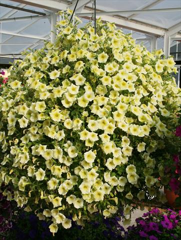 foto van een variëteit aan bloemen, te gebruiken als: Potplant, perkplant, patioplant, korfplant Petunia pac® Happytoonia Yellow