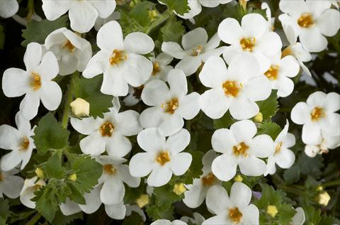 foto van een variëteit aan bloemen, te gebruiken als: Potplant, patioplant, korfplant Bacopa (Sutera cordata) Scopia™ Gulliver White