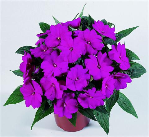 foto van een variëteit aan bloemen, te gebruiken als: Potplant, perkplant, patioplant, korfplant Impatiens N. Guinea RED FOX Petticoat Blue