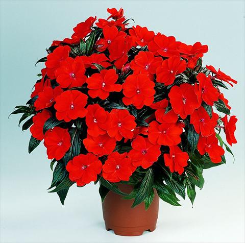 foto van een variëteit aan bloemen, te gebruiken als: Potplant, perkplant, patioplant, korfplant Impatiens N. Guinea RED FOX Petticoat Fire