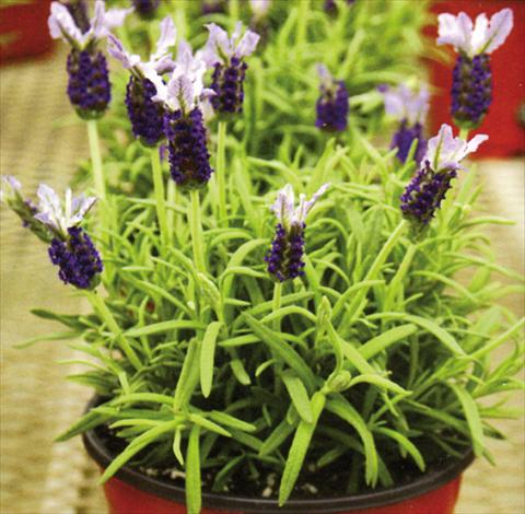 foto van een variëteit aan bloemen, te gebruiken als: Pot - en perkplant Lavandula stoechas Marshwood