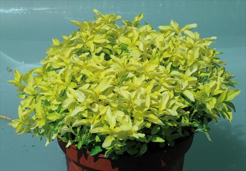 foto van een variëteit aan bloemen, te gebruiken als: Pot - en perkplant Origanum vulgare Aureum Gold